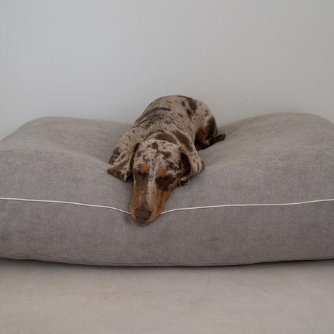Creating the perfect sleep environment for your dog with premium dog care