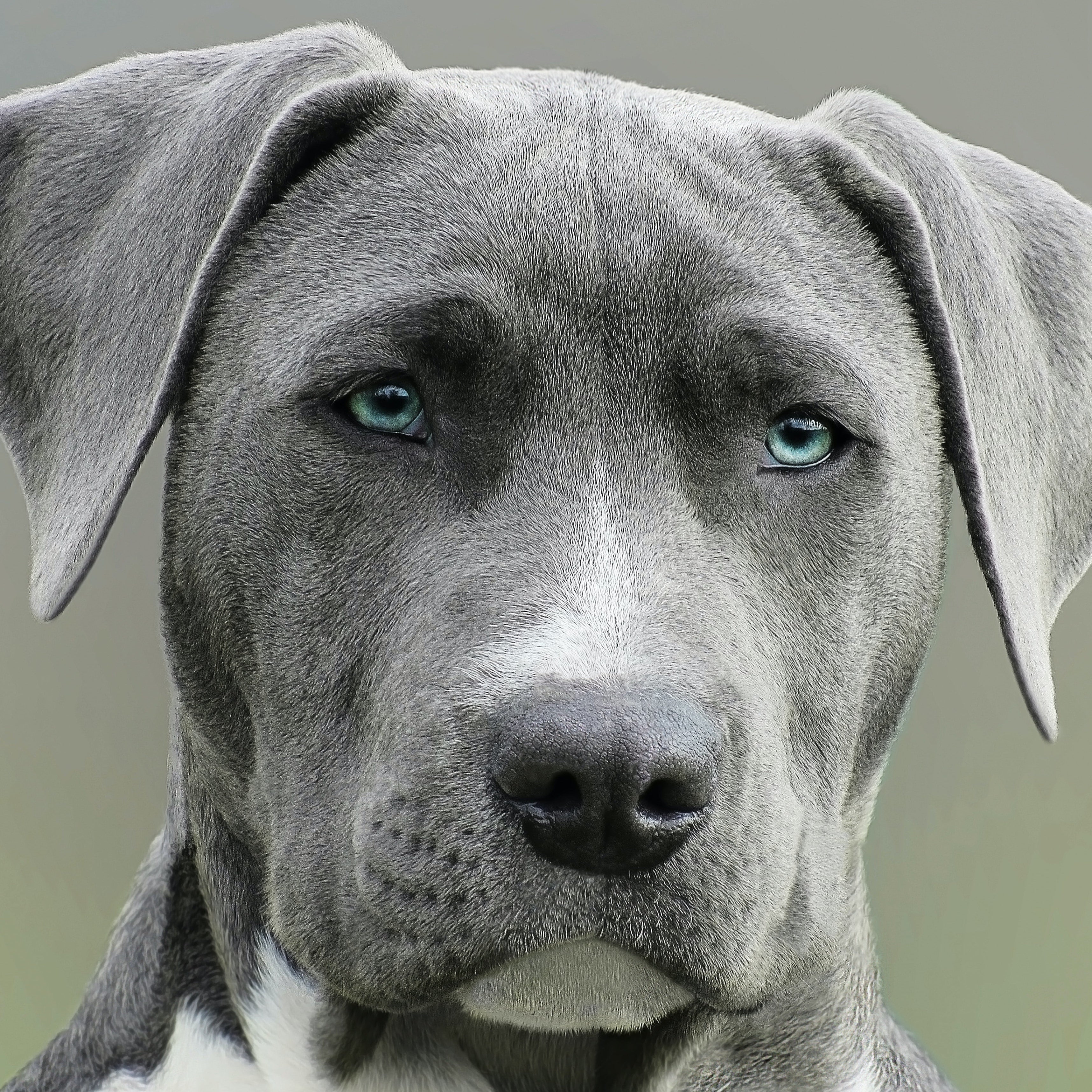 Protection and premium dog care: All you need to know about your dog's ears and eyes