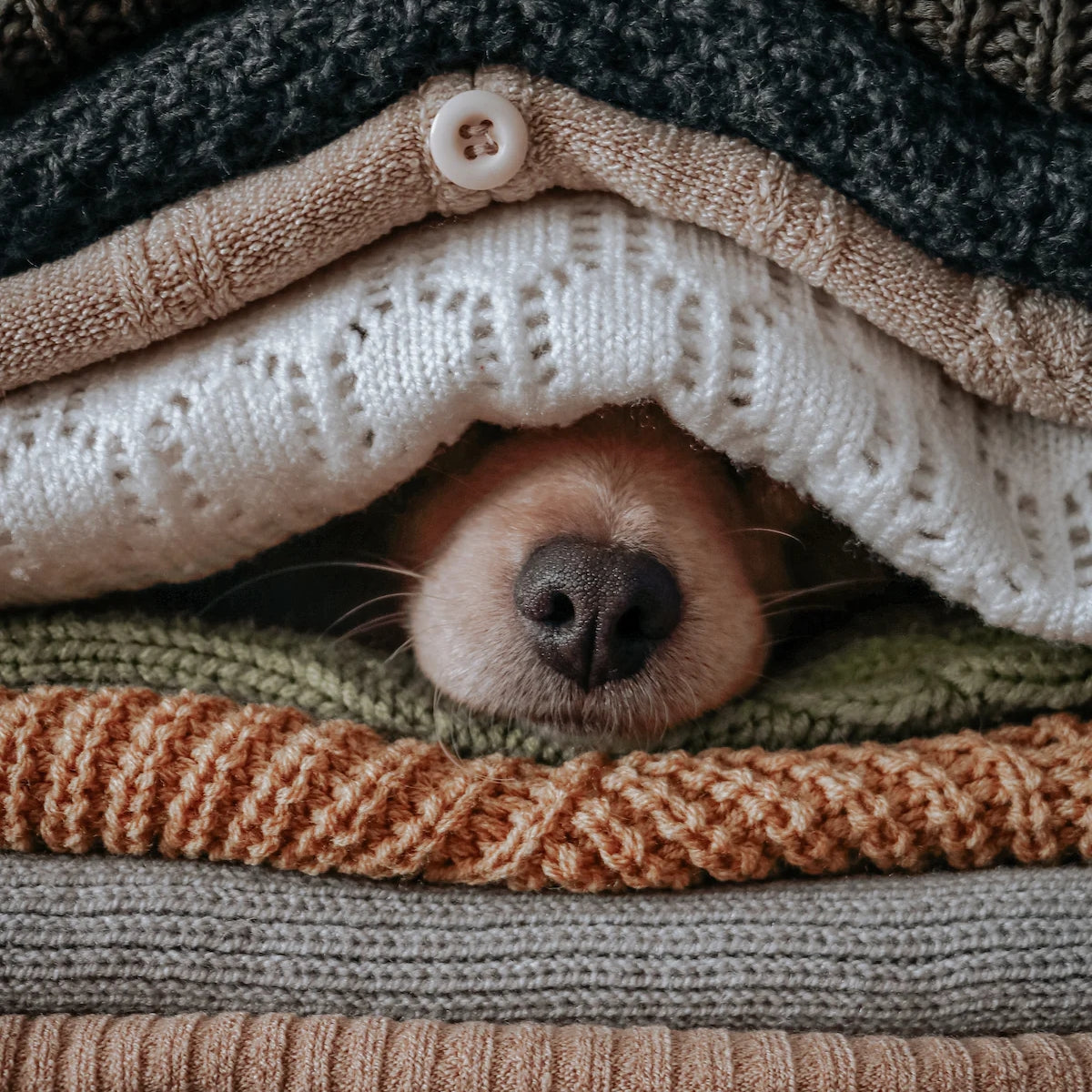 Wear or tear - the materials your dog likes the most
