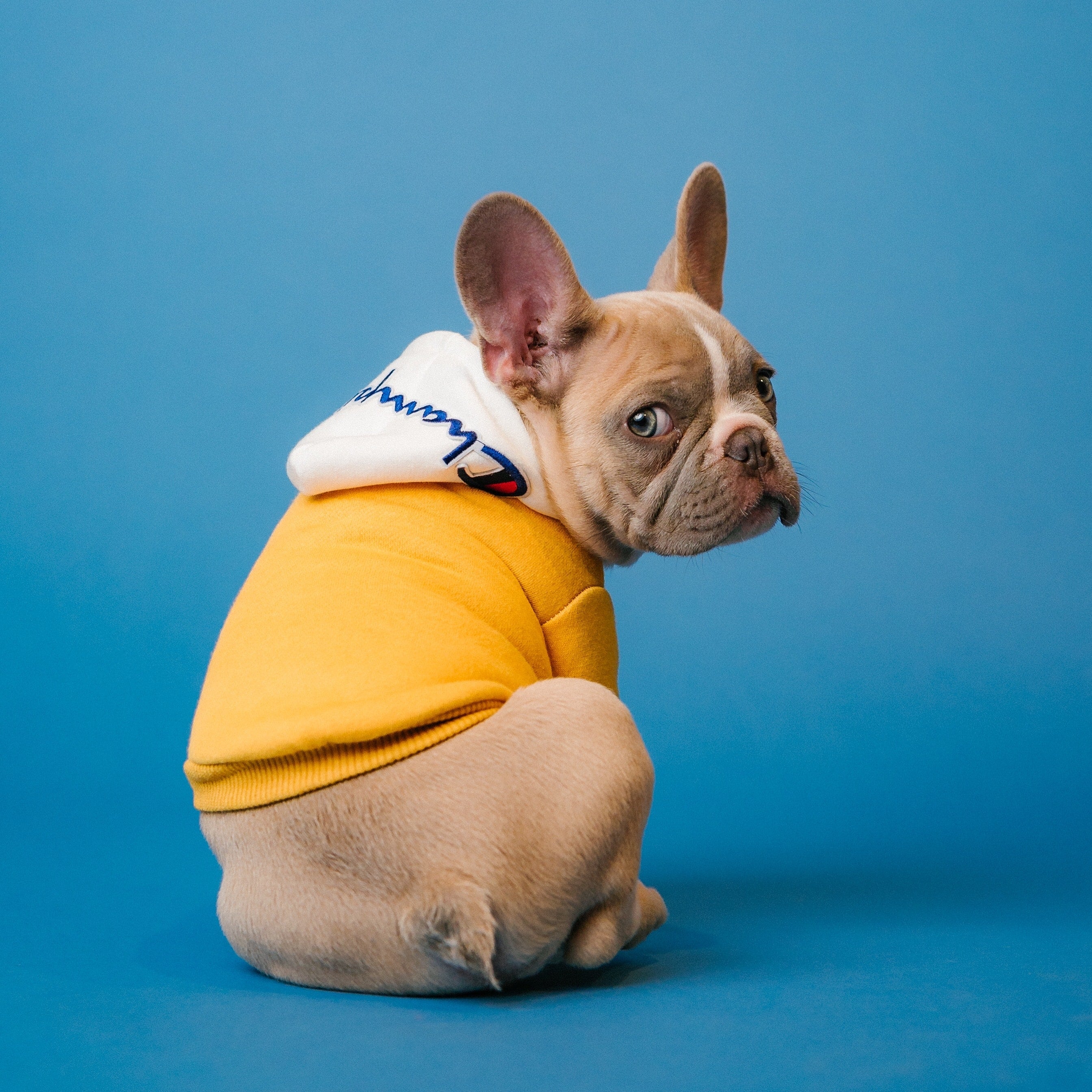Dogs in global fashion brands’ campaigns