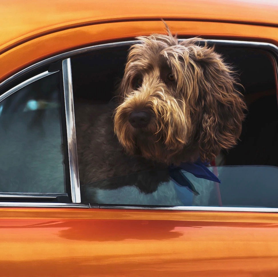 Pet-friendly travel: world destinations to explore and enjoy with your dog this spring