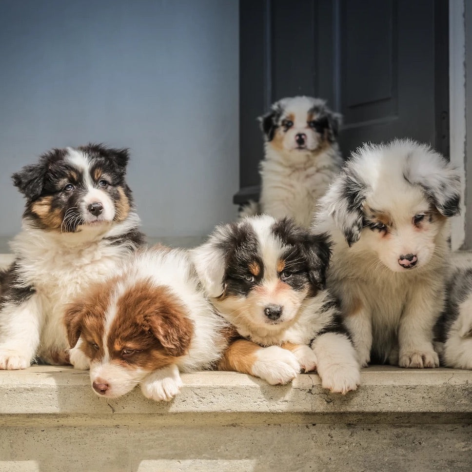 All you need to know about welcoming a puppy to your family with high-quality dog products