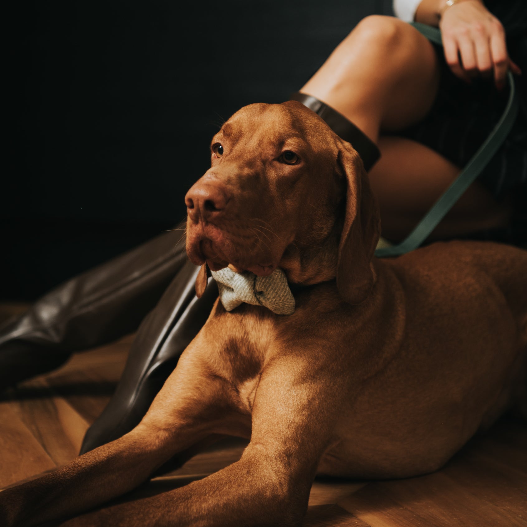 Fashion-forward: Trends in high fashion dog wear for the New Year