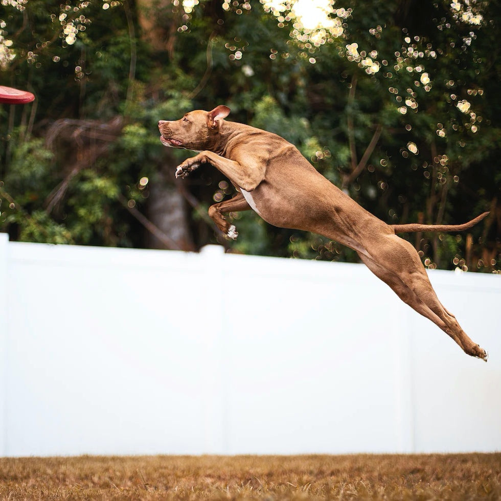 Unleash the fun with high-quality dog toys: Why playtime is crucial for your dog's health and happiness