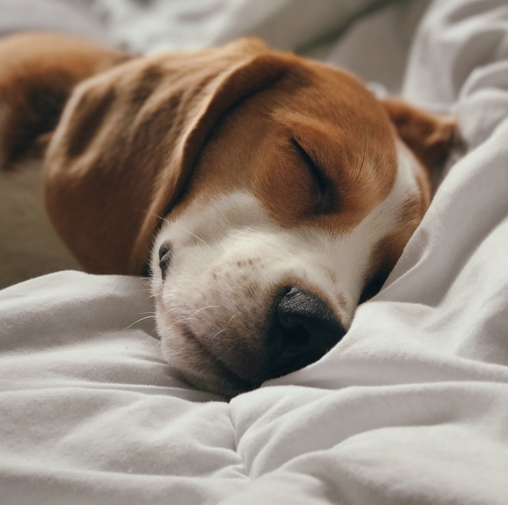 Dog sleeping under store bed