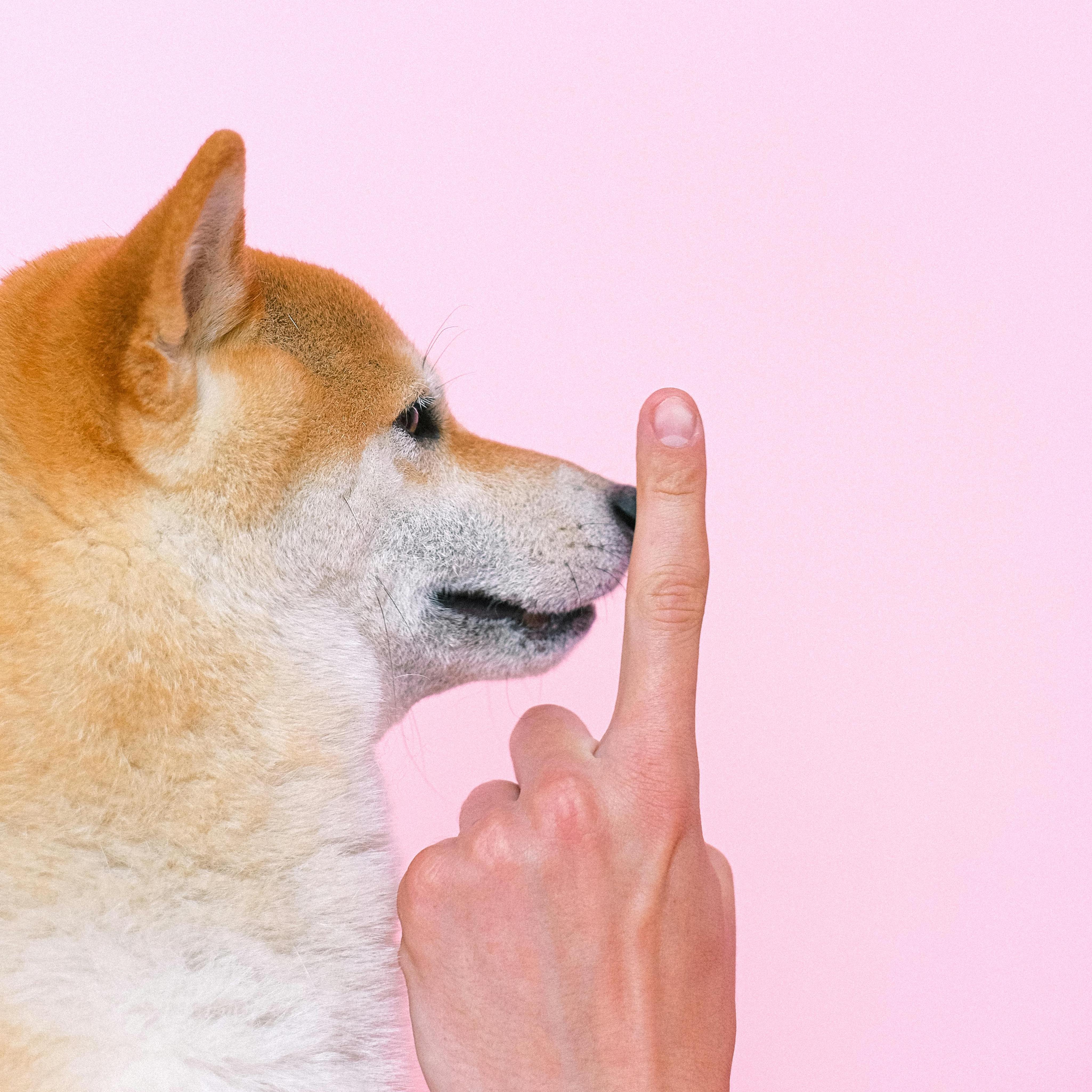 Dog training: Basic commands every dog owner should know