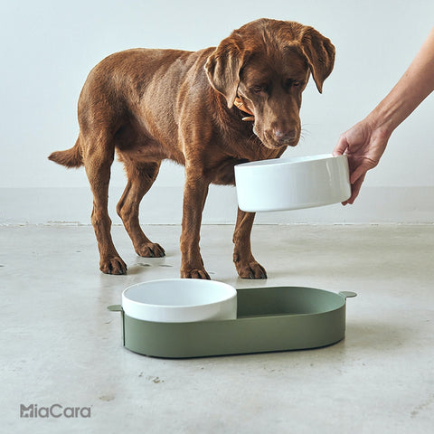 Everything you need to know about rich and high-quality nutrition for dogs