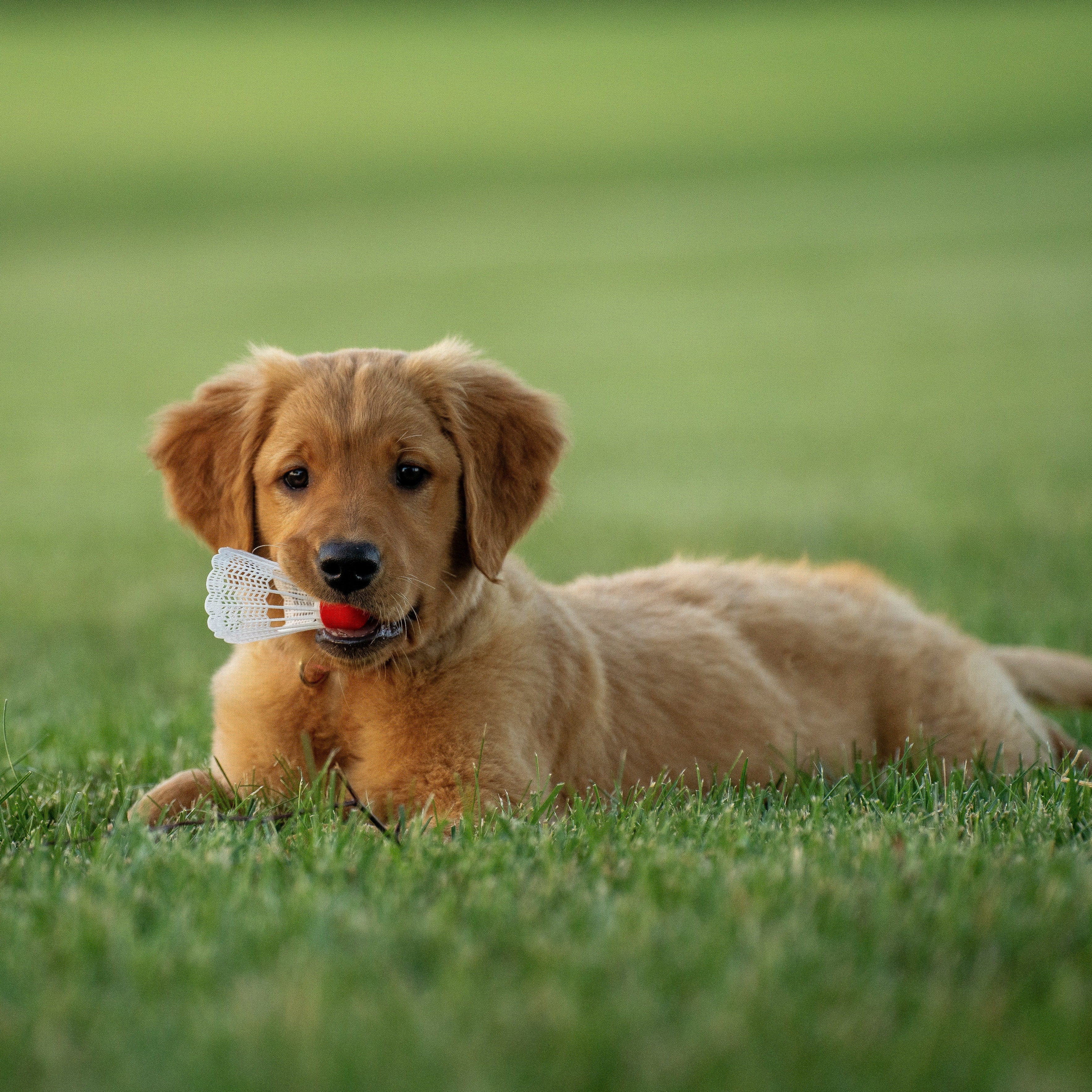 How to create a strong bond with a puppy from the first day?