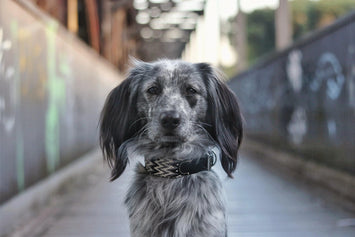 Peruvian Red Collar