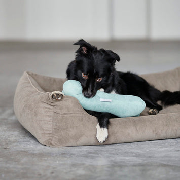 Williams Play Bone