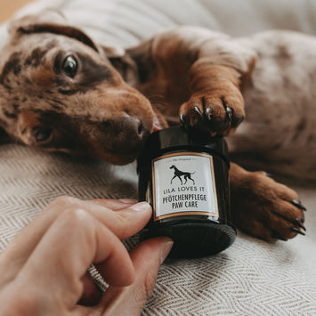 Paw Care