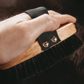 Brush Shorthair
