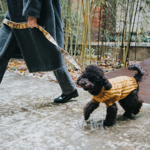 Dress your pup in style: Exploring the advantages of high-quality dog apparel & brands