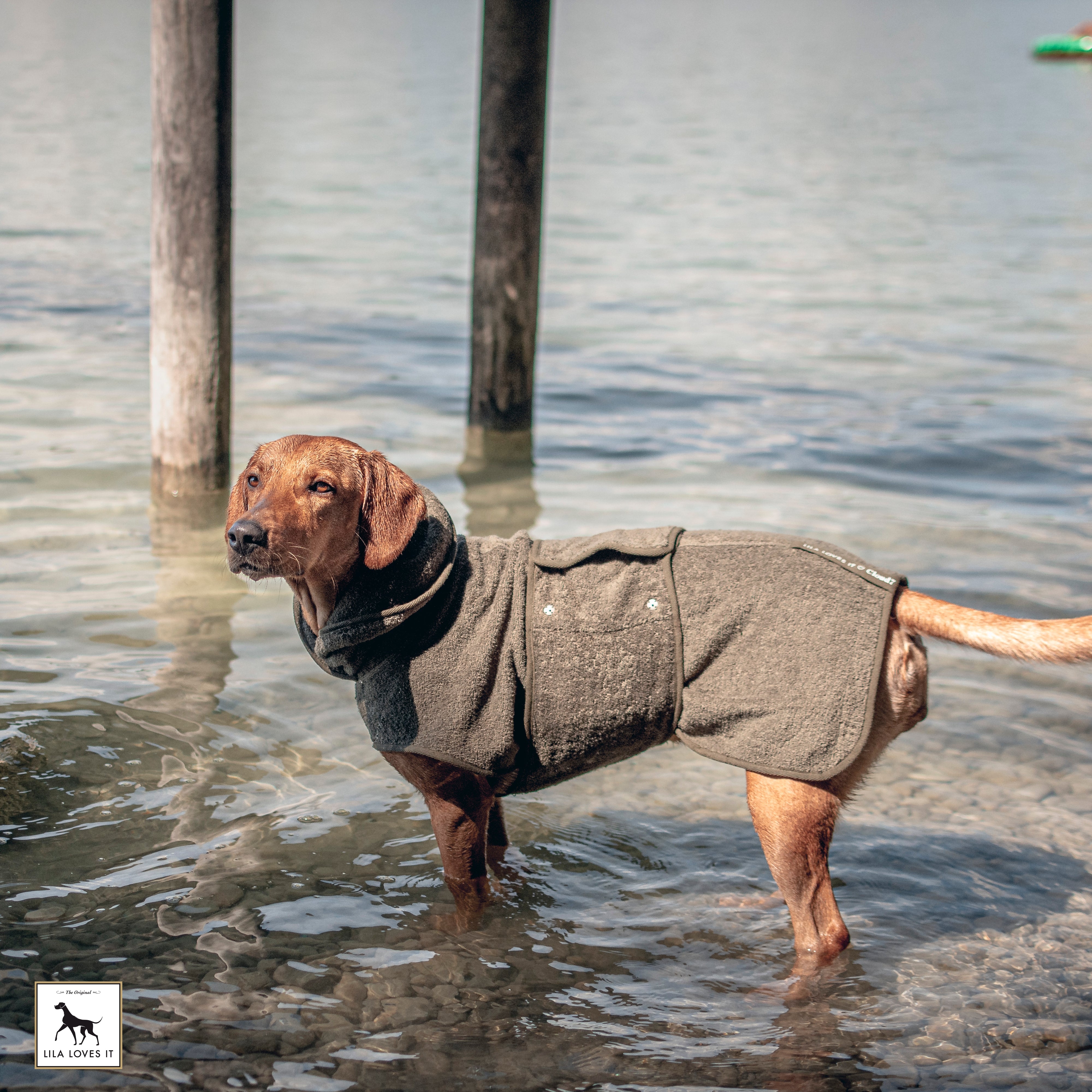 How to maintain dog hygiene at home?