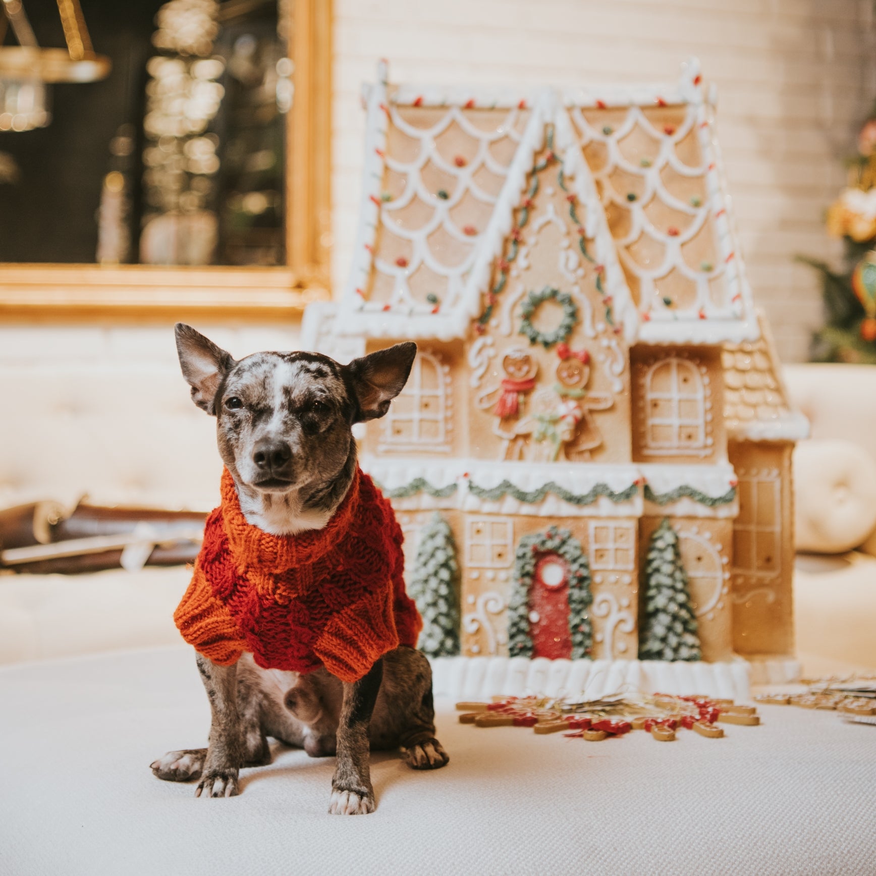 This holiday season make your dog enjoy fireworks