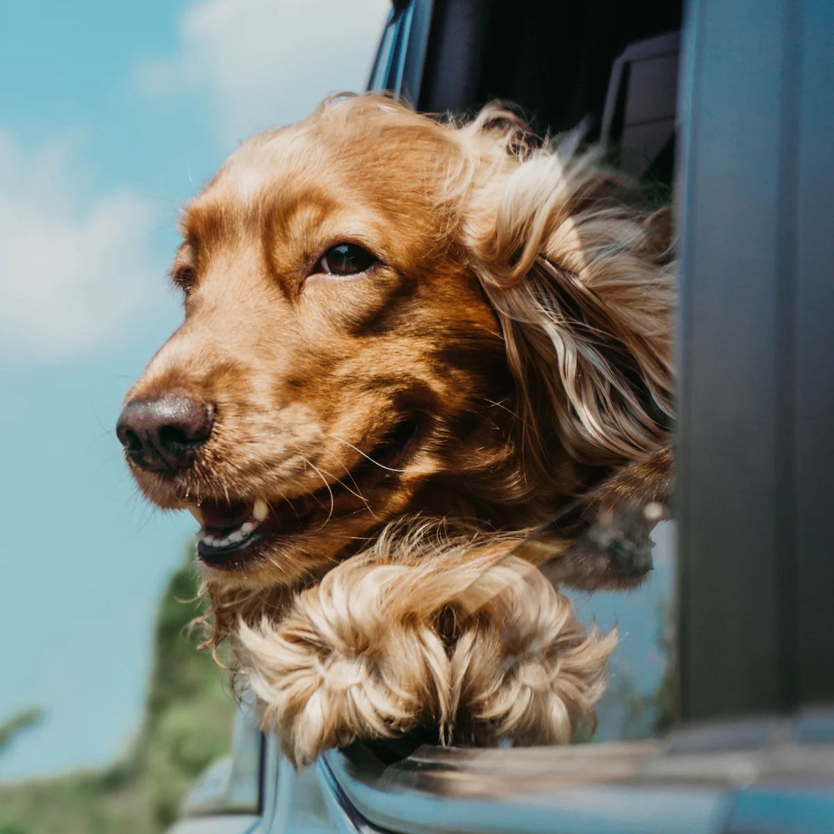 Out & about - the best places for dogs in the biggest European capitals