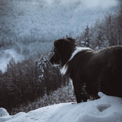 Winter is coming - here's how to take care of dogs when it gets cold