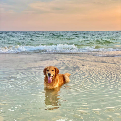 Tips, tricks, and summer essentials for dogs during hot season and long sunny days