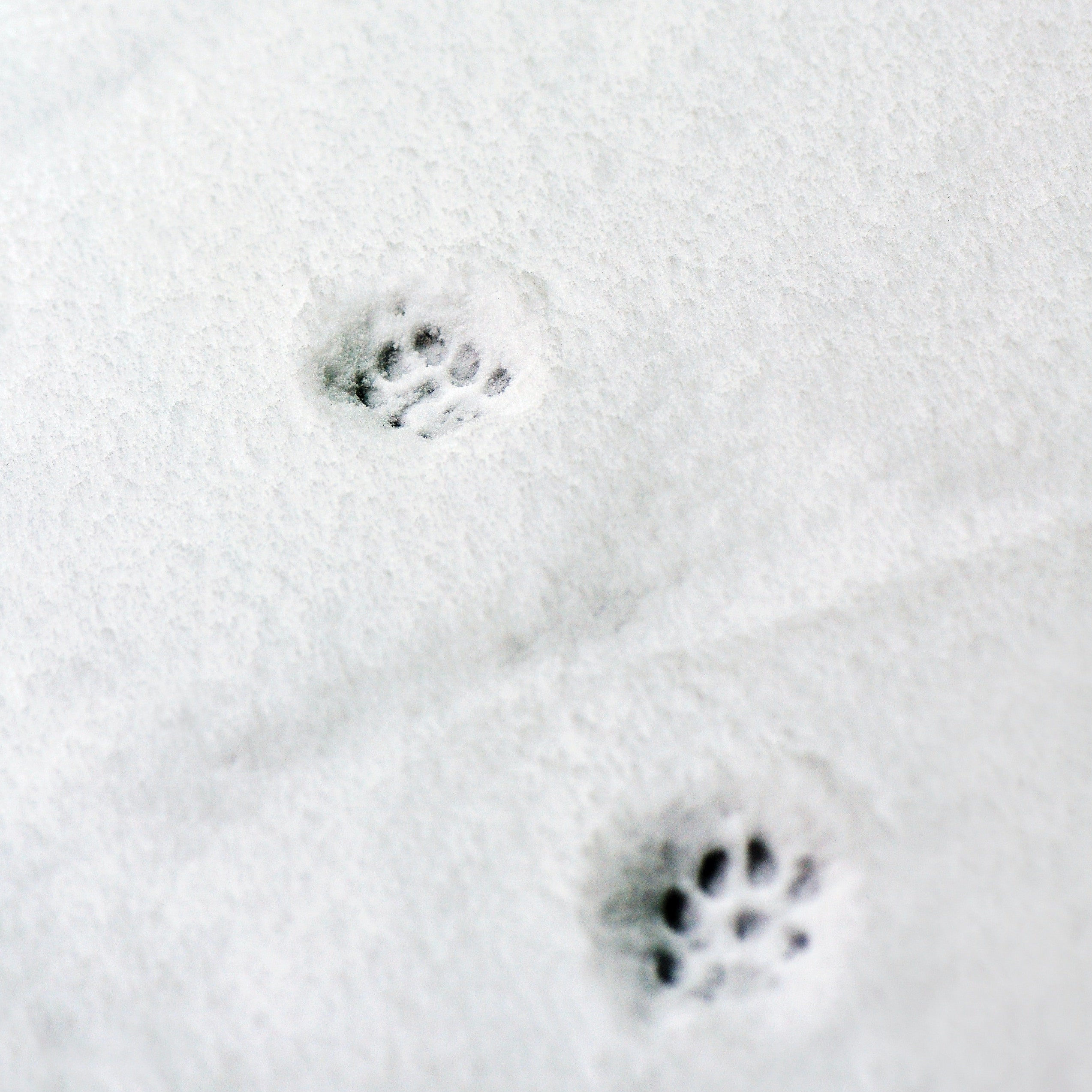 Dog breeds that thrive in cold weather