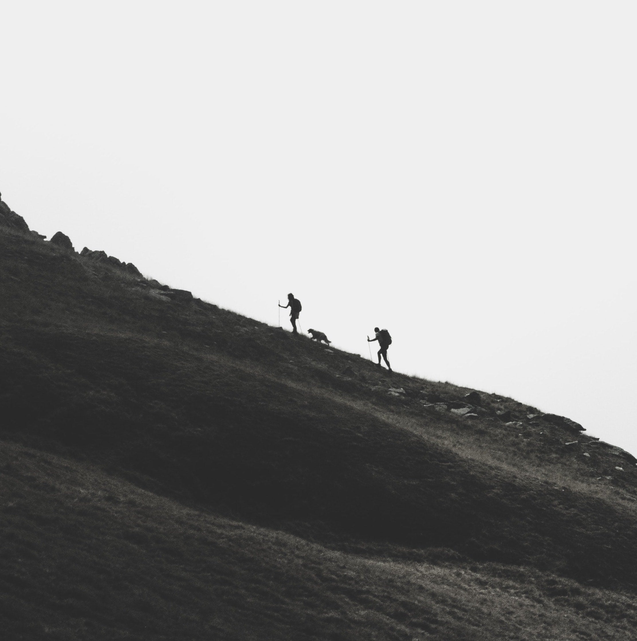 Hiking with dogs & all you need to know