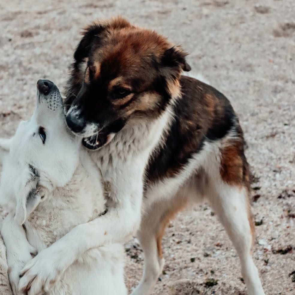 Why some dogs bark at everything and how to stop it?