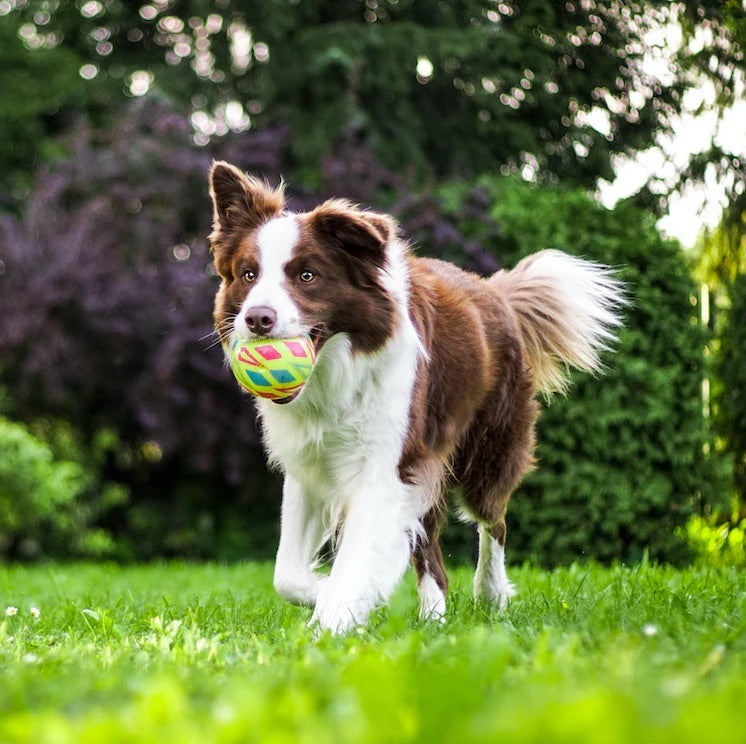 Exploring the thrilling world of canine sports
