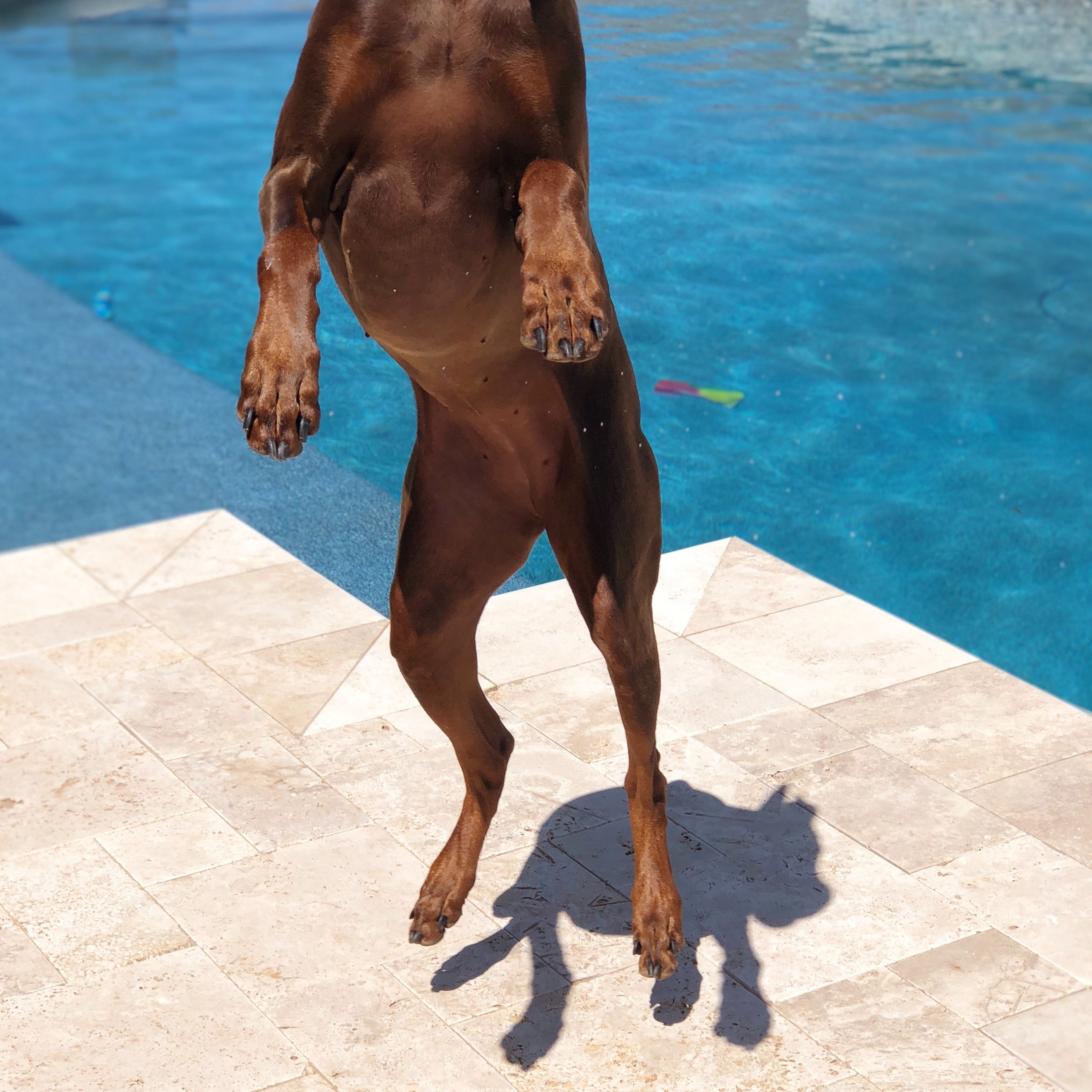 Understanding and addressing excessive paw licking in dogs