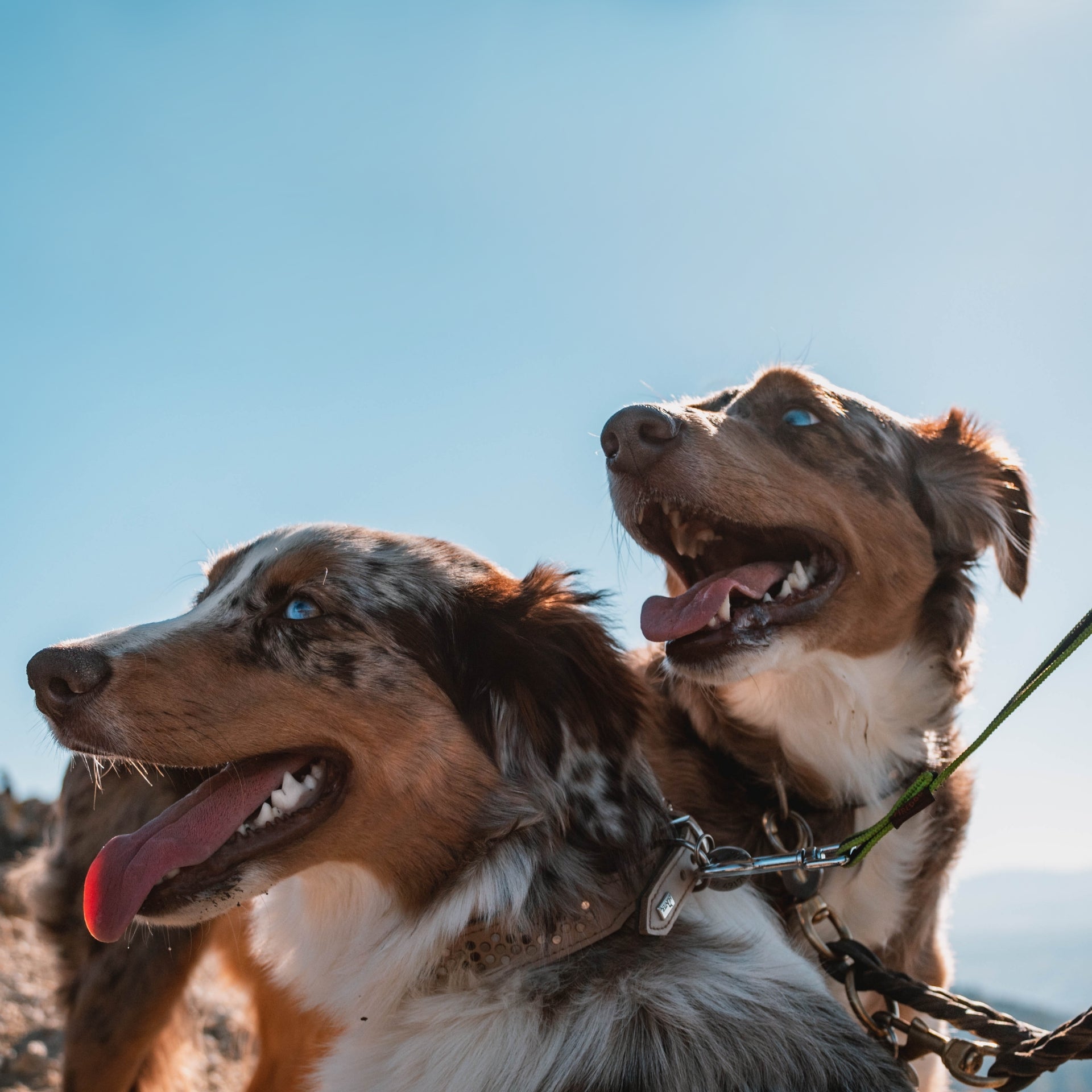 Simple tips to stop leash pulling with designer leashes HIGH PAW