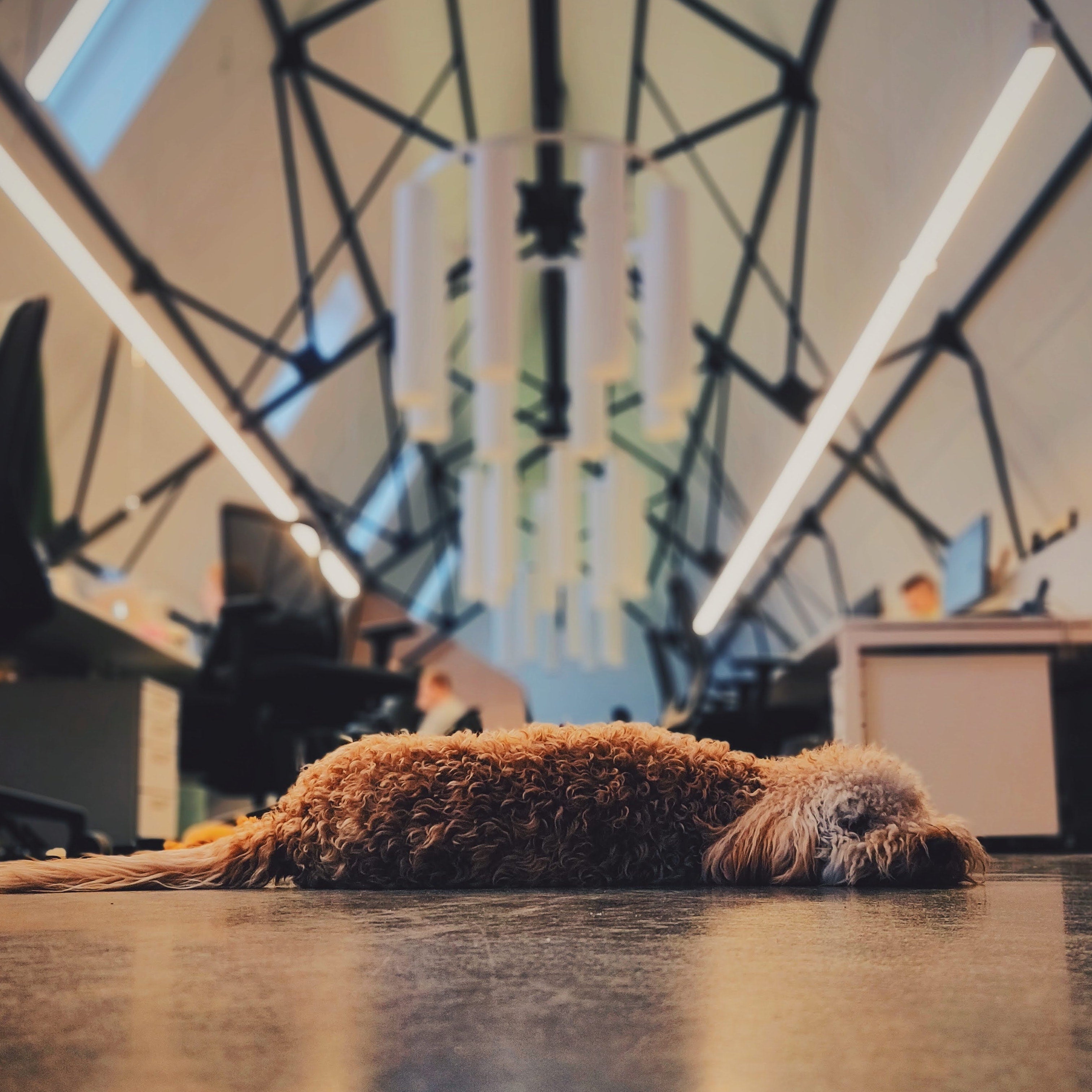 Tips & tricks for taking your pet to work with premium dog care