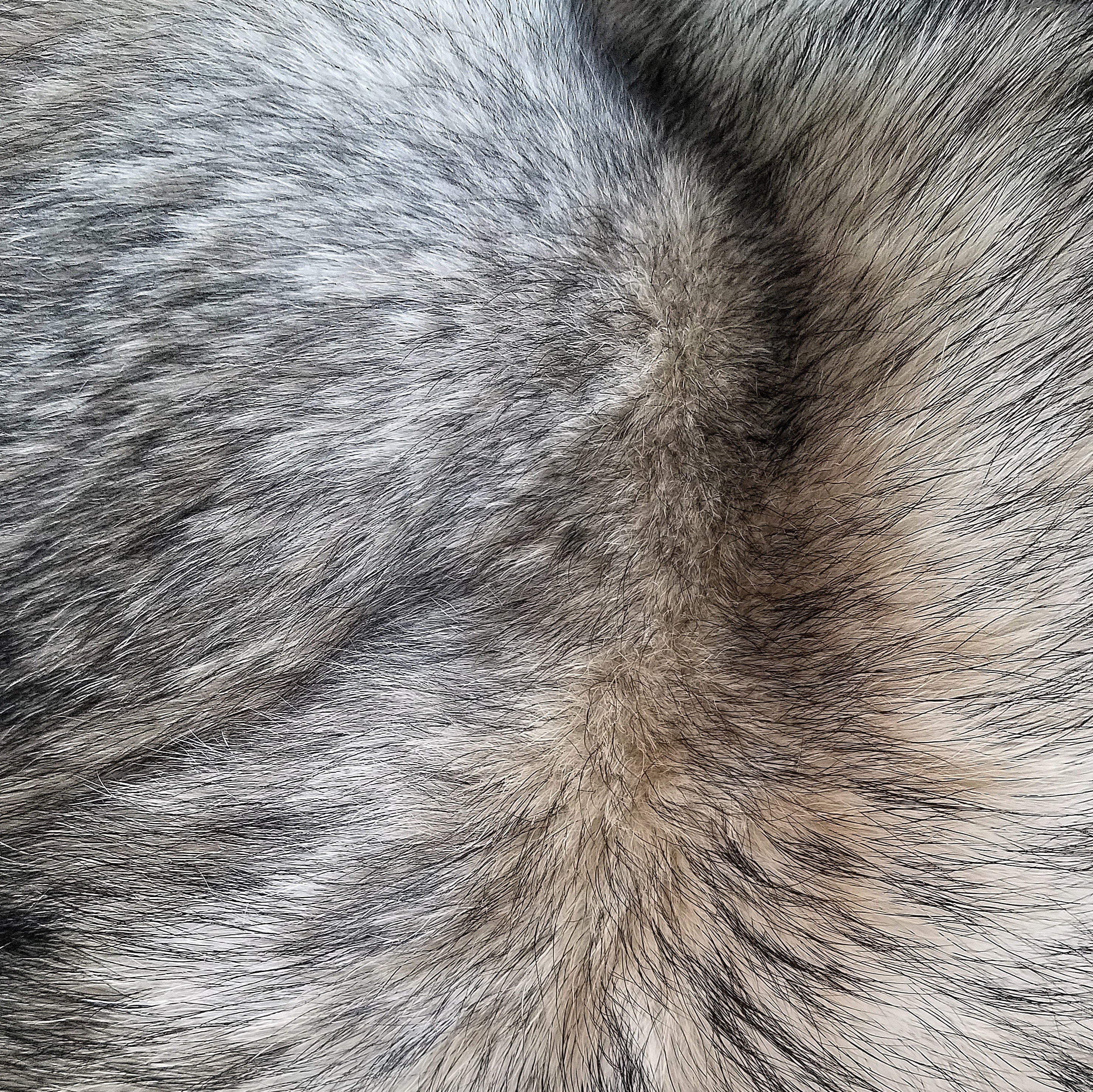 Springtime shedding: How to manage your dog's coat in every season with premium dog care