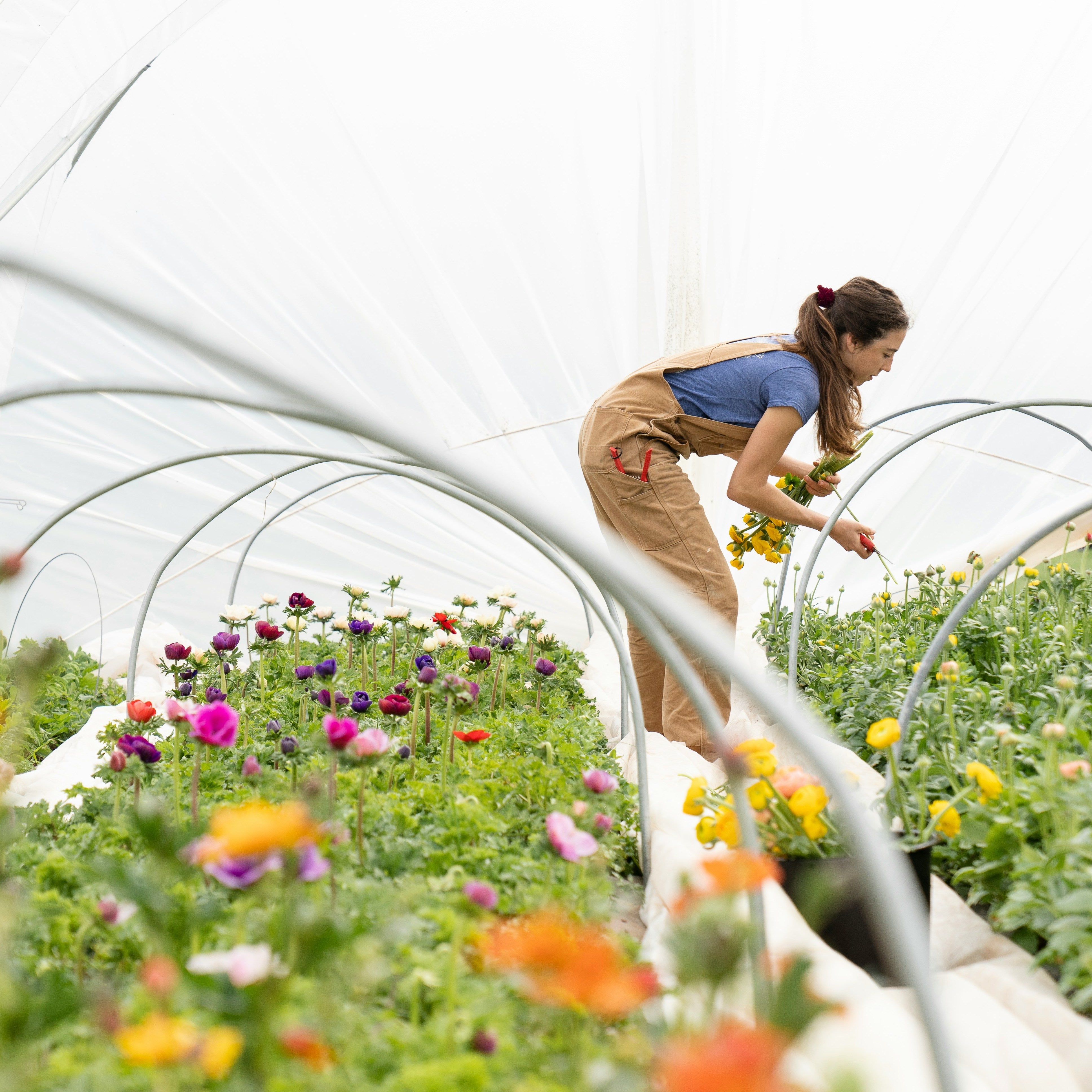Gardening with dogs: Tips for creating a dog-friendly garden and preventing digging and plant destruction