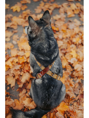 Peruvian Gold Harness