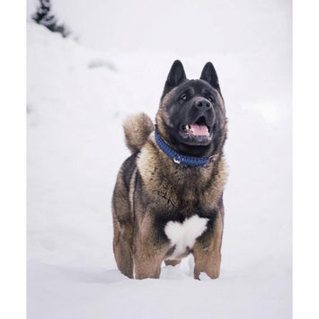 Touch of Leather Collar